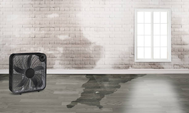 Best Water damage contractors near me  in Adelanto, CA